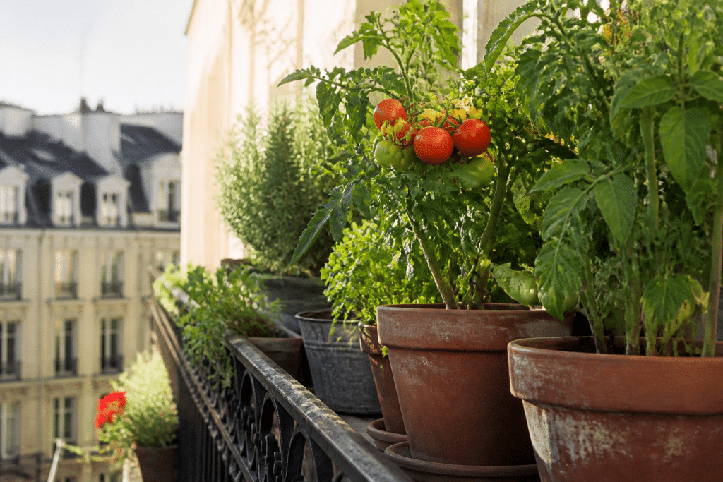 Balcon ensoleille avec tomates, herbes aromatiques en pots