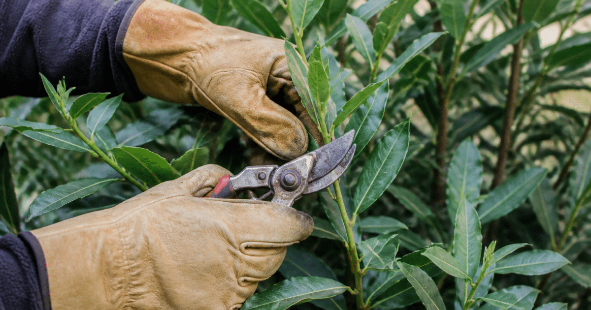 Mains gantees taillant branches vertes laurier avec secateurs