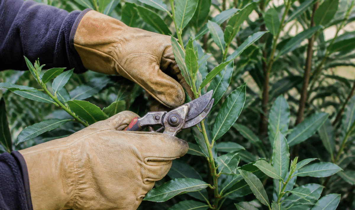 Mains gantees taillant branches vertes laurier avec secateurs