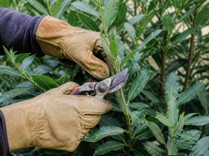 Mains gantees taillant branches vertes laurier avec secateurs