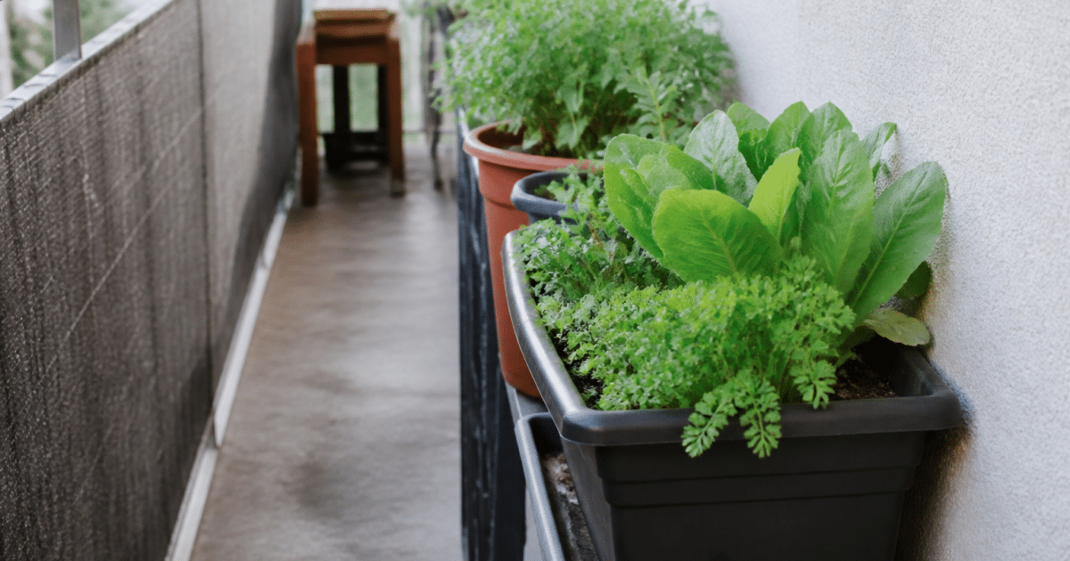 Pots de legumes alignes sur balcon etroit contre mur