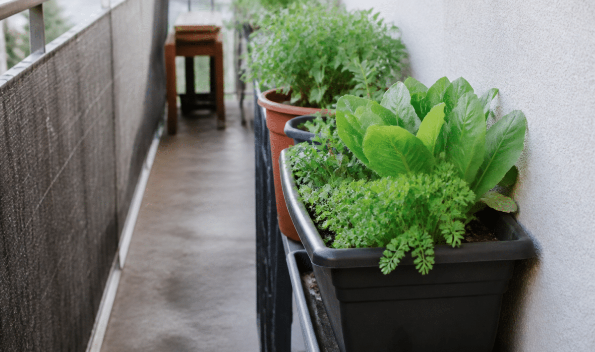 Pots de legumes alignes sur balcon etroit contre mur