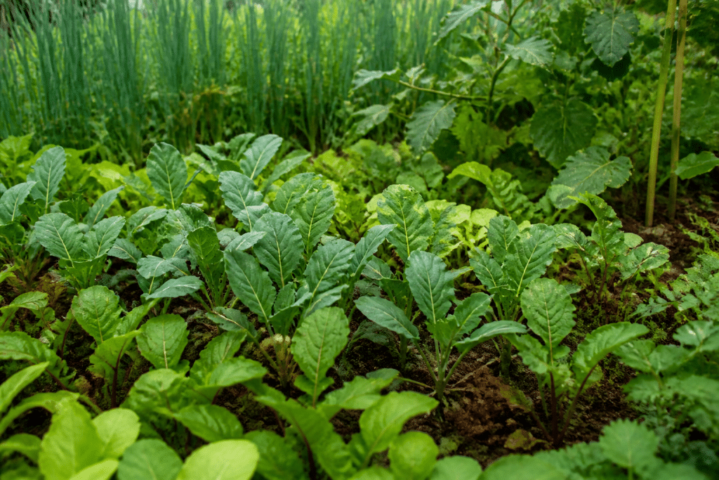 Jeunes plants serres densement dans un potager surcultive